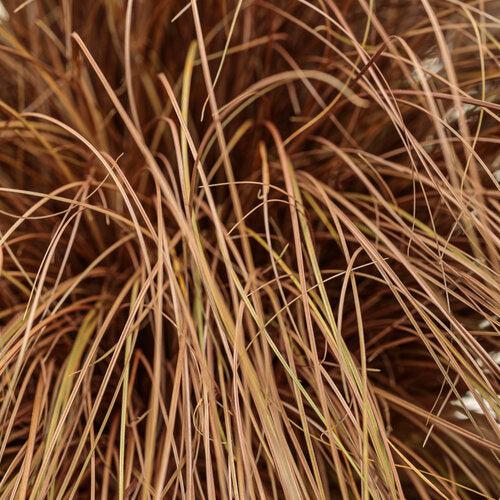 Carex flagellifera 'Toffee Twist' ~ Toffee Twist Sedge-ServeScape