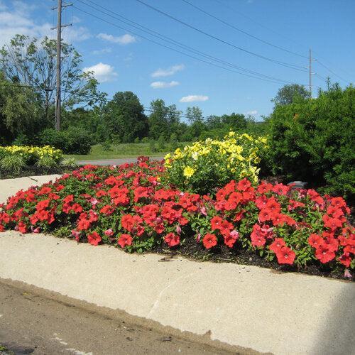 Petunia hybrid 'Sunsurf Akatora' ~ Surfinia® Deep Red Petunia-ServeScape