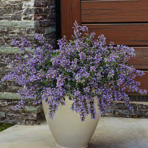 Nepeta faassenii 'Cat's Meow' ~ Cat's Meow Catmint-ServeScape
