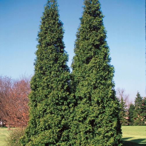 Thuja plicata 'Grovepli' ~ Spring Grove® Arborvitae-ServeScape