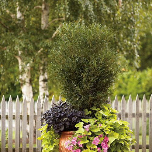 Rhamnus frangula 'Ron Williams' USPP 14,791 ~ Fine Line® Buckthorn-ServeScape
