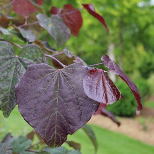 Cercis canadensis 'RNI-RCC3' ~ Midnight Express® Redbud-ServeScape