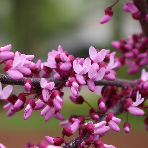 Cercis canadensis 'RNI-RCC3' ~ Midnight Express® Redbud-ServeScape