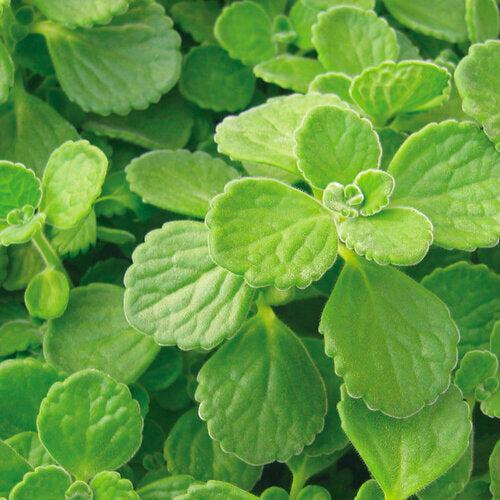 Plectranthus 'Cerveza 'n Lime' ~ PW® Cerveza 'n Lime® Plectranthus-ServeScape