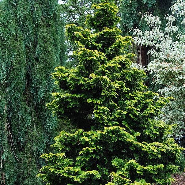 Chamaecyparis obtusa 'Confucius' ~ Confucius Hinoki-ServeScape
