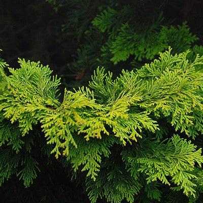 Chamaecyparis obtusa 'Confucius' ~ Confucius Hinoki-ServeScape