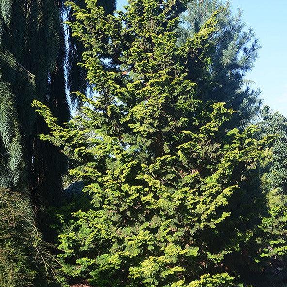 Chamaecyparis obtusa 'Confucius' ~ Confucius Hinoki-ServeScape