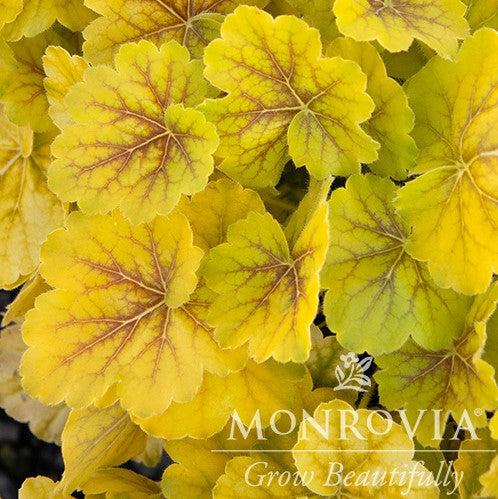 Heuchera x 'TNHEUNESI' ~ Monrovia® Northern Exposure™ Sienna Heuchera-ServeScape