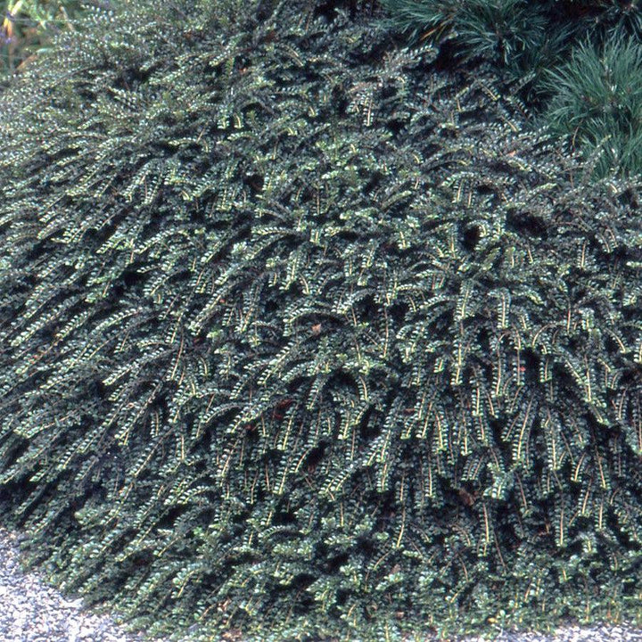 Cotoneaster adpressus 'Little Gem' ~ Tom Thumb Cottoneaster-ServeScape