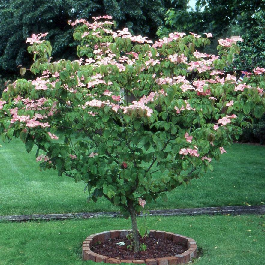 Cornus kousa ‘Radiant Rose’ ~ Radiant Rose™ Dogwood-ServeScape