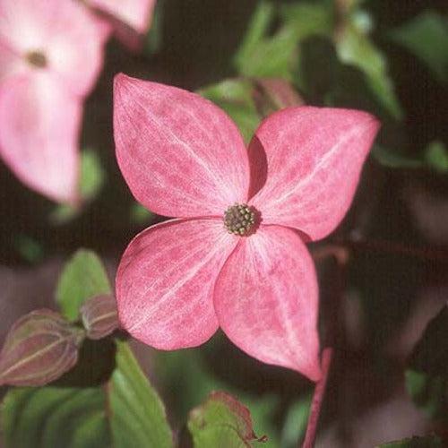Cornus kousa ‘Radiant Rose’ ~ Radiant Rose™ Dogwood-ServeScape