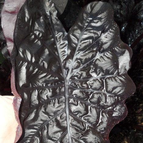 Colocasia hybrid 'Black Ripple' ~ Black Ripple Elephant Ear-ServeScape