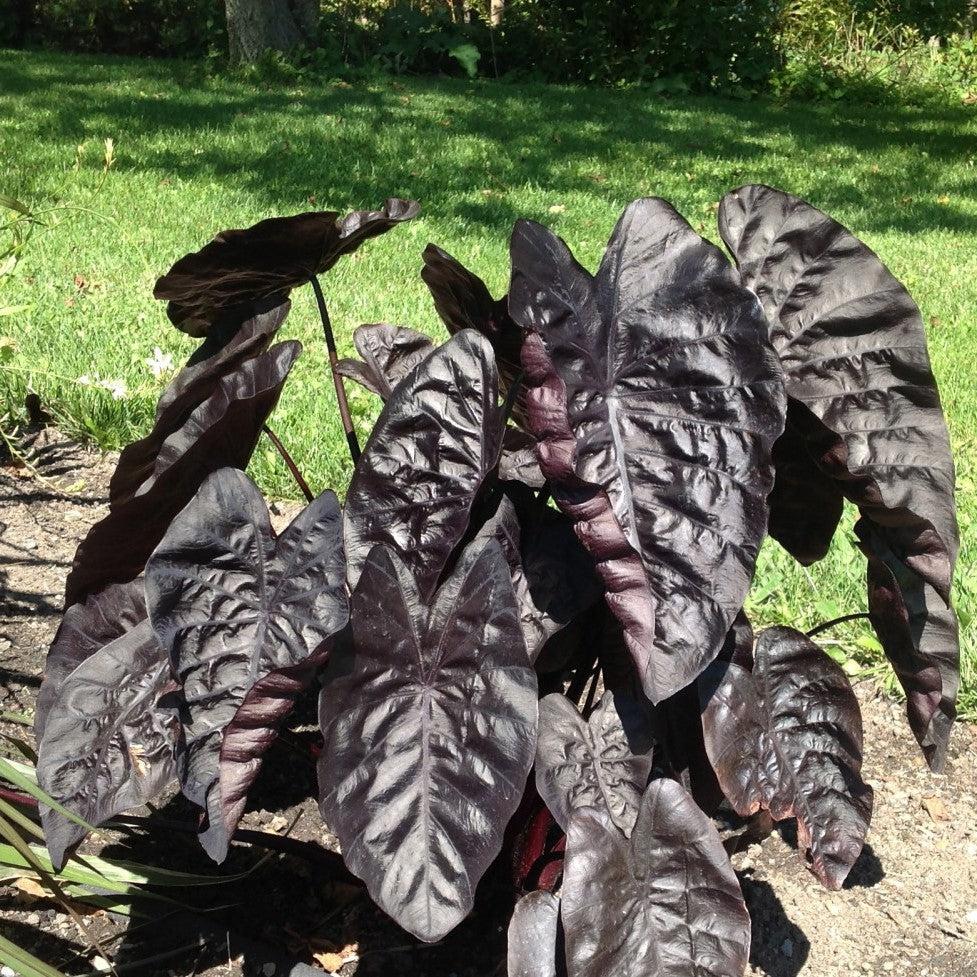 Colocasia hybrid 'Black Ripple' ~ Black Ripple Elephant Ear-ServeScape