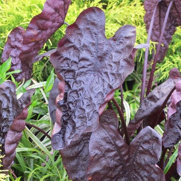 Colocasia hybrid 'Black Ripple' ~ Black Ripple Elephant Ear-ServeScape