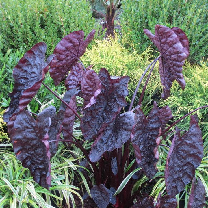 Colocasia hybrid 'Black Ripple' ~ Black Ripple Elephant Ear-ServeScape