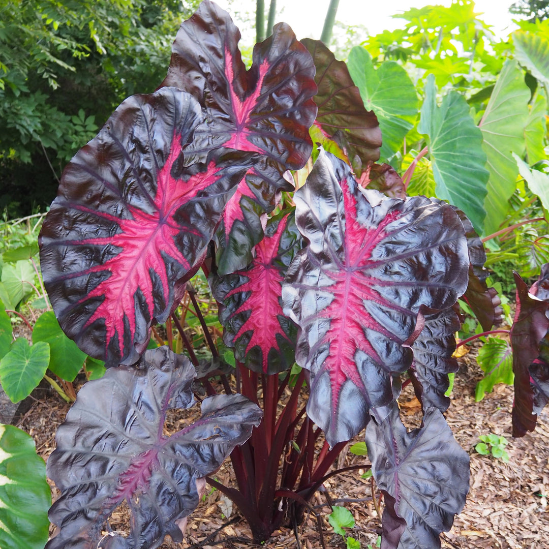 Colocasia esculenta 'Corede' PP #34,729 ~ Monrovia ® Redemption™ Elephant Ear-ServeScape