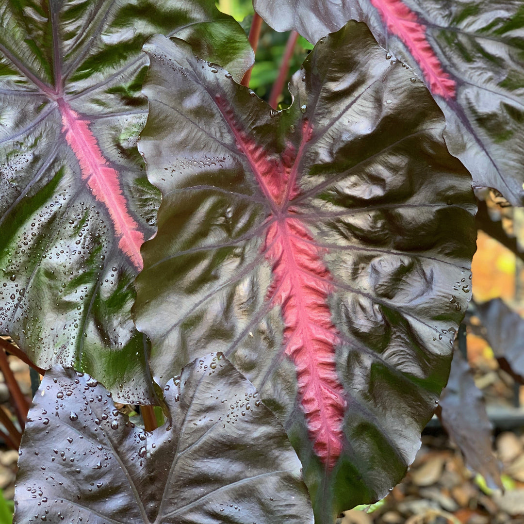 Colocasia esculenta 'Corede' PP #34,729 ~ Monrovia ® Redemption™ Elephant Ear-ServeScape