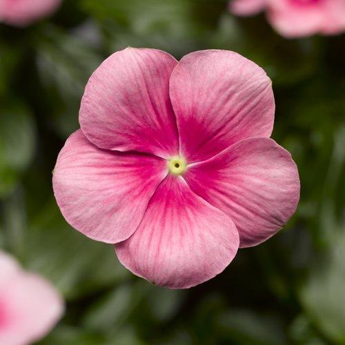 Catharanthus roseus 'Cora Cascade Shell Pink' ~ Cora® Cascade Shell Pink® Vinca-ServeScape