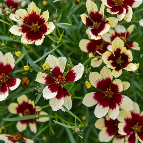Coreopsis verticillata 'Creamy Calico' ~ Designer Threads™ Creamy Calico Coreopsis-ServeScape