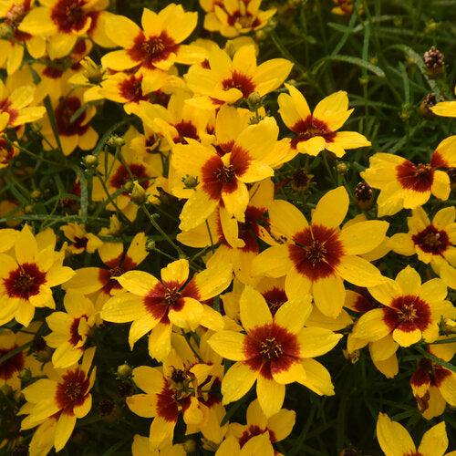 Coreopsis verticillata 'Golden Needles' ~ Designer Threads™ Golden Needles Coreopsis-ServeScape