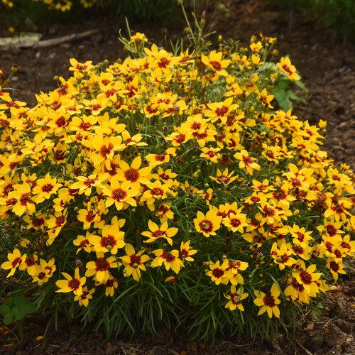 Coreopsis verticillata 'Golden Needles' ~ Designer Threads™ Golden Needles Coreopsis-ServeScape