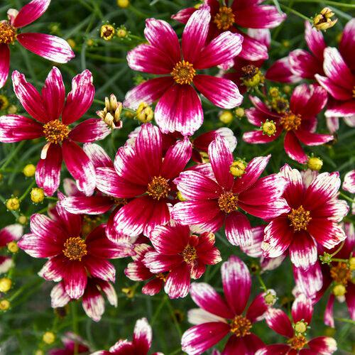 Coreopsis verticillata 'Heartstrings' ~ Designer Threads™ Heartstrings Coreopsis-ServeScape