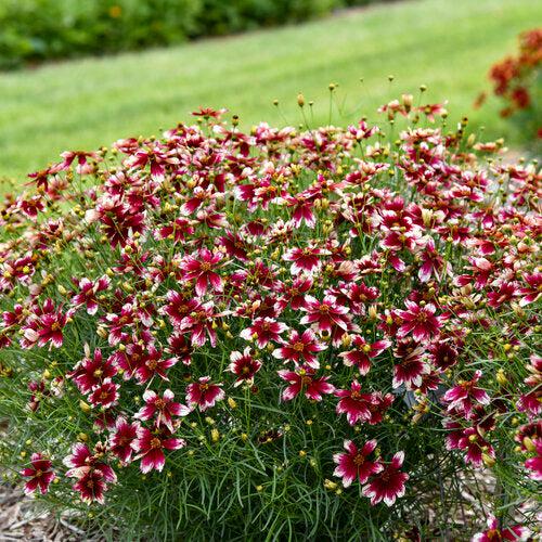 Coreopsis verticillata 'Heartstrings' ~ Designer Threads™ Heartstrings Coreopsis-ServeScape
