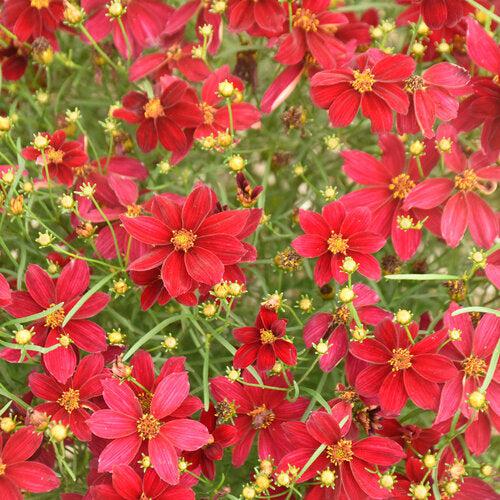 Coreopsis verticillata 'Scarlet Ribbons' ~ Designer Threads™ Scarlet Ribbons Coreopsis-ServeScape