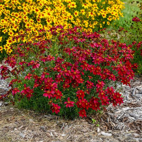 Coreopsis verticillata 'Scarlet Ribbons' ~ Designer Threads™ Scarlet Ribbons Coreopsis-ServeScape