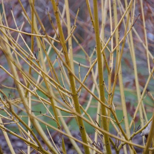 Cornus stolonifera 'SMNCSBD' ~ PW® Arctic Fire® Yellow Twig Dogwood-ServeScape