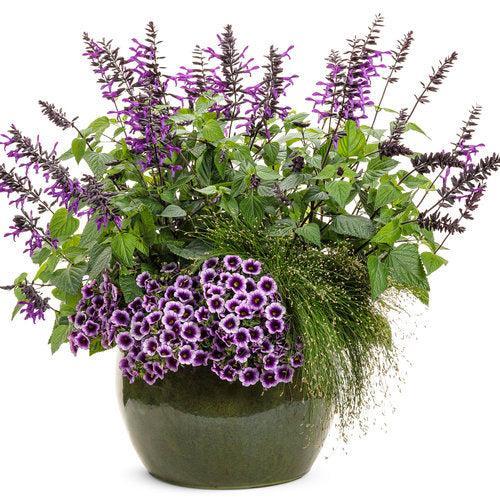 Calibrachoa hybrid 'Blue Moon Punch' ~ PW® Superbells® Blue Moon Punch™ Calibrachoa-ServeScape