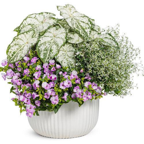 Torenia hybrid '17TOR1-7-04' ~ PW® Catalina® Pink Wishbone Flower-ServeScape