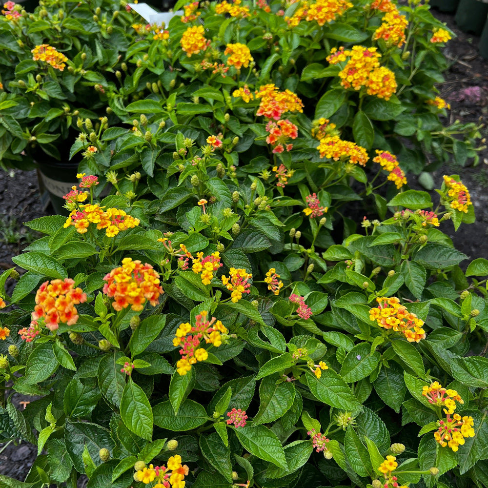 Lantana camara 'Miss Huff' ~ Monrovia® Miss Huff Lantana-ServeScape