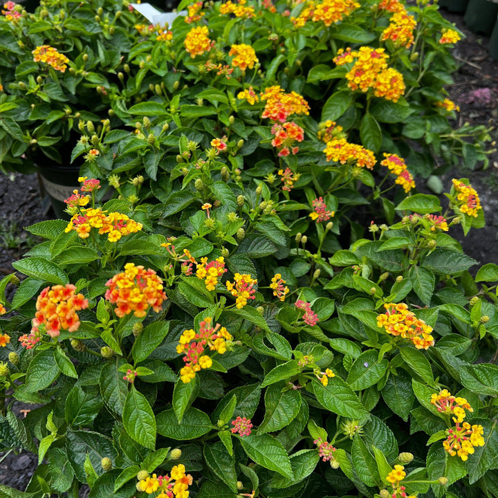 Lantana camara 'Miss Huff' ~ Monrovia® Miss Huff Lantana-ServeScape