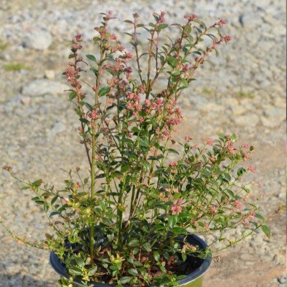 Vaccinium hybrid ‘TO-1088’ PP#28,467 ~ Cutie Pie® Dwarf Southern Highbush Blueberry-ServeScape