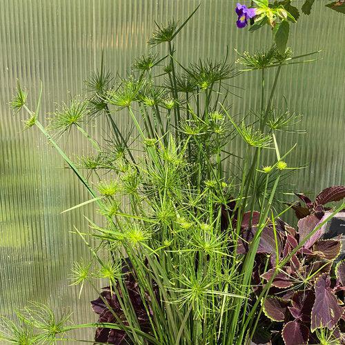 Cyperus papyrus ‘Crown of Pharaoh’ ~ Crown of Pharaoh Papyrus-ServeScape