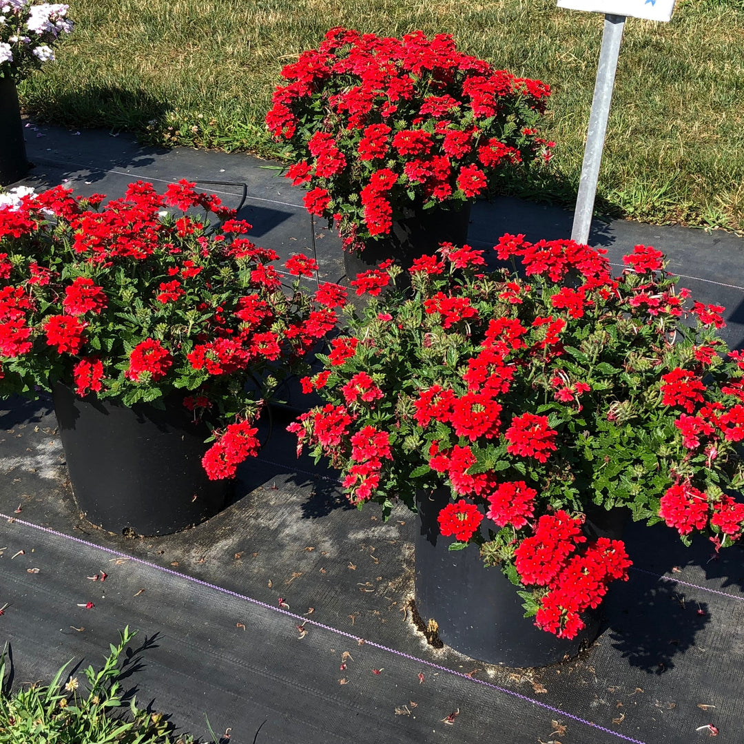 Verbena x hybrida 'Balendred' PP #26,132 ~ Monrovia® EnduraScape™ Red Verbena-ServeScape