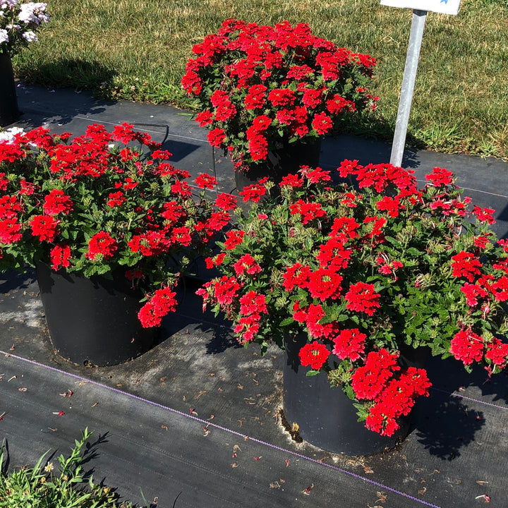 Verbena x hybrida 'Balendred' PP #26,132 ~ Monrovia® EnduraScape™ Red Verbena-ServeScape