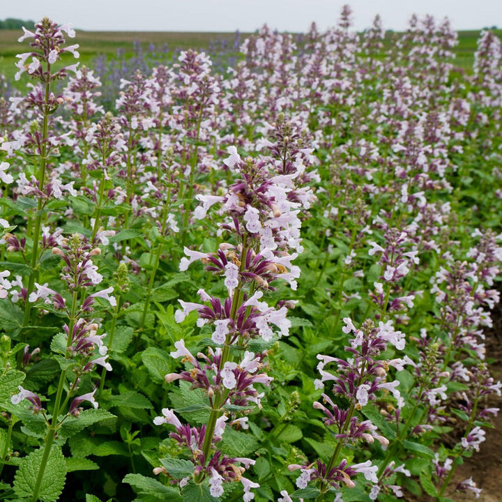 Nepeta x faassenii 'Balpurrink' PP33,184 ~ Monrovia® Whispurr™ Pink Catmint-ServeScape