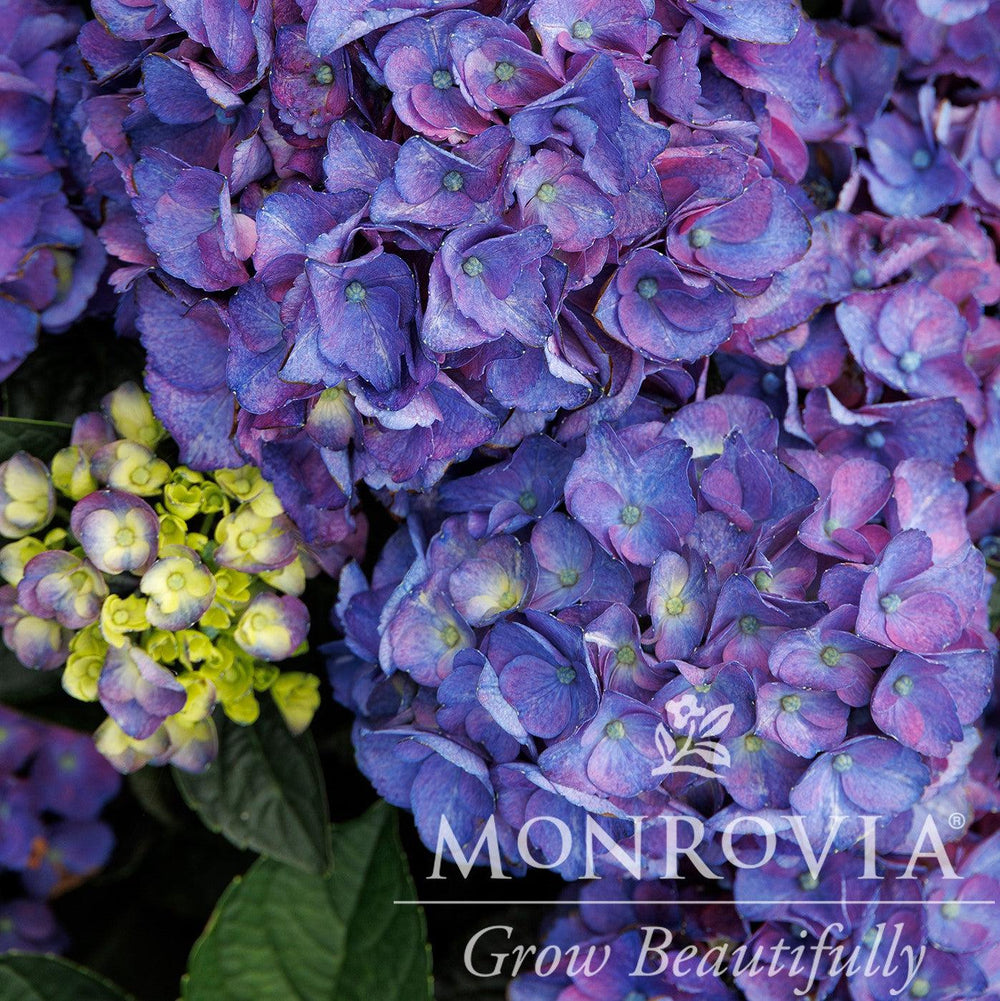 Hydrangea macrophylla 'HORTMANI' PP #28,085 ~ Monrovia® Seaside Serenade® Newport Hydrangea-ServeScape