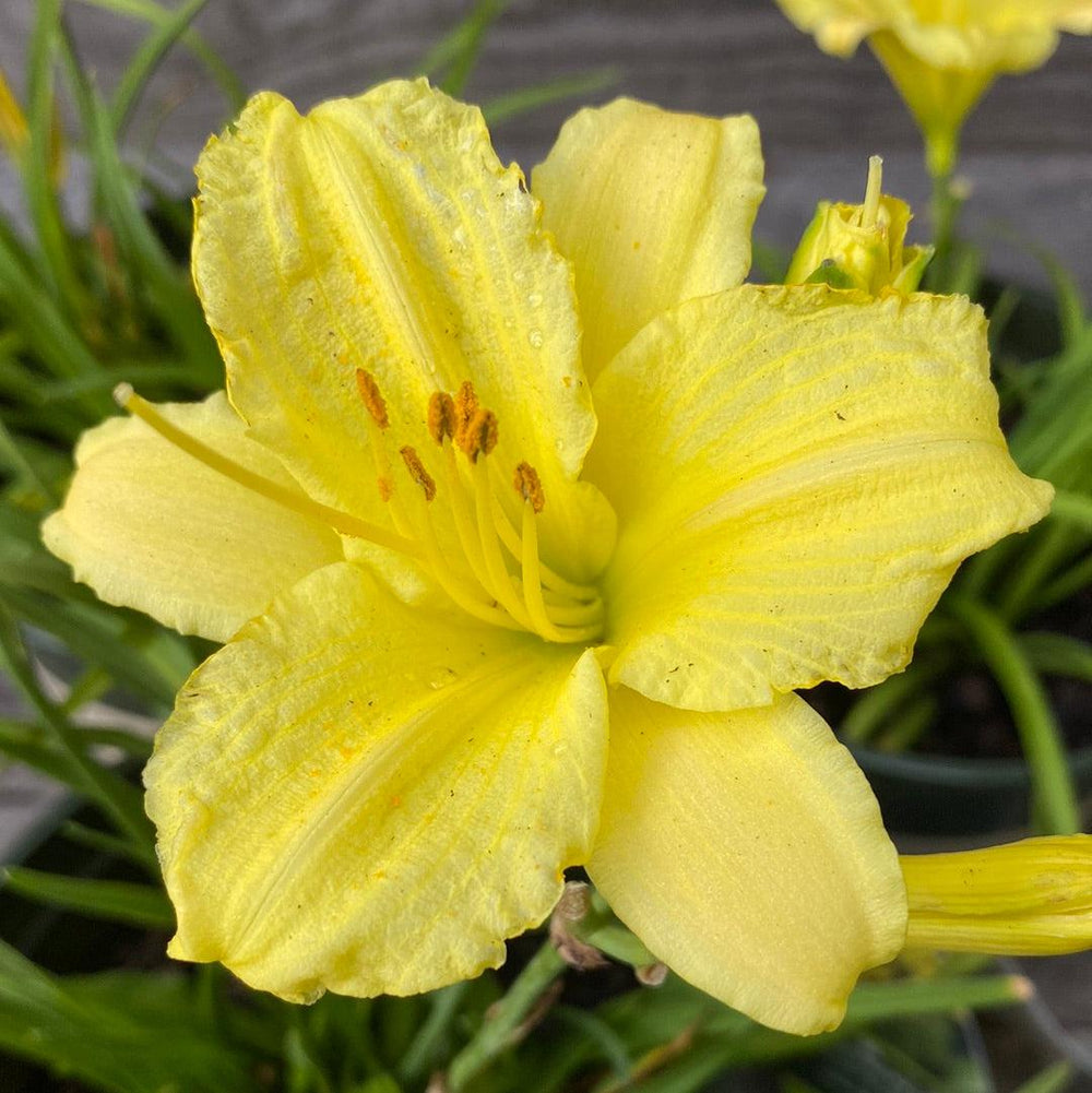 Hemerocallis fulva 'DHEMYELLOW' ~ Monrovia® Endlesslily® Yellow Daylily-ServeScape