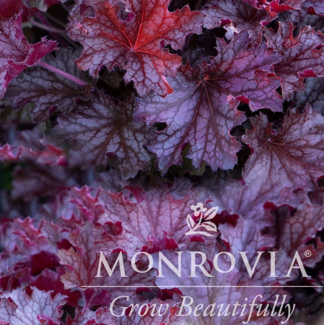 Heuchera 'Ruby Tuesday' ~ Monrovia® Ruby Tuesday Heuchera-ServeScape