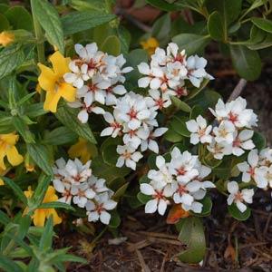 Rhaphiolepis indica 'Parhap' PP 20,243 ~ Monrovia® Oriental Pearl Indian Hawthorn-ServeScape
