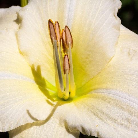Hemerocallis 'Purely' ~ Purely Daylily-ServeScape