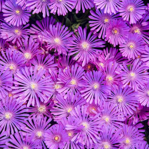 Delosperma 'Orchid Flash' ~ Kaleidoscope™ Orchid Flash Ice Plant-ServeScape