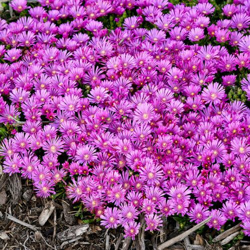 Delosperma 'Orchid Flash' ~ Kaleidoscope™ Orchid Flash Ice Plant-ServeScape
