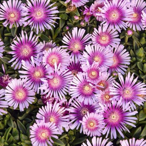 Delosperma 'Pink Radiance' ~ Kaleidoscope™ Pink Radiance Ice Plant-ServeScape