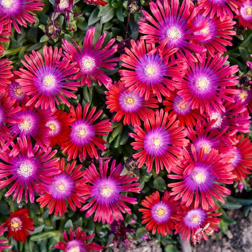 Delosperma 'Razzle Dazzle' ~ Kaleidoscope™ Razzle Dazzle Ice Plant-ServeScape