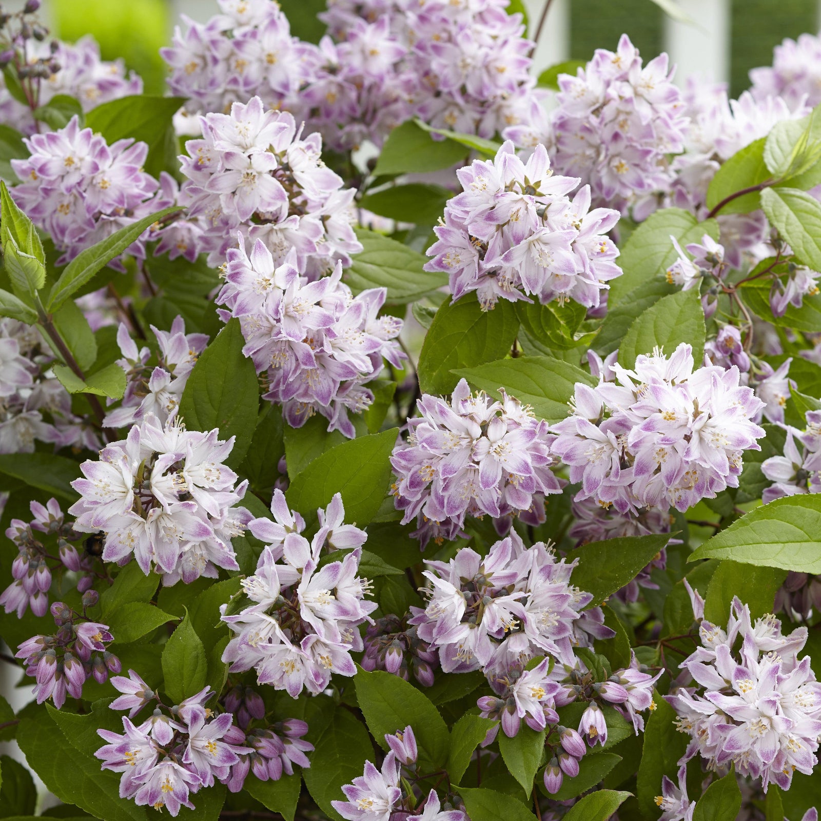 Deutzia x 'Low18'' ~ Raspberry Sundae Deutzia-ServeScape