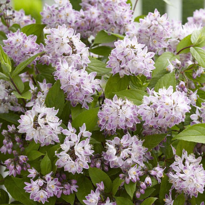 Deutzia x 'Low18'' ~ Raspberry Sundae Deutzia-ServeScape